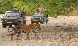 Jungle Safari in Lansdowne