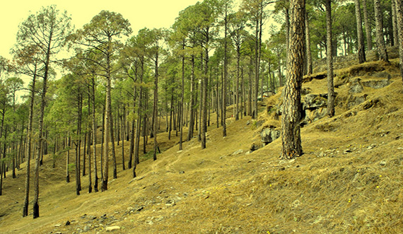 ranikhet Holiday Packages