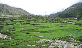 Sangla Nature