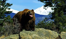 Chamba Nature