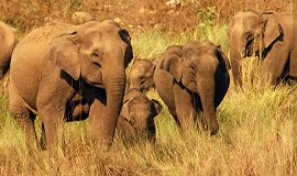 Sattal Adventure Activities