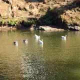 rishikesh local travel agents