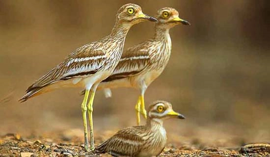 corbett tour packages
