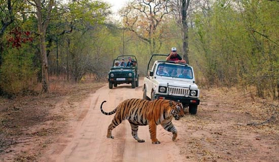 corbett tour packages
