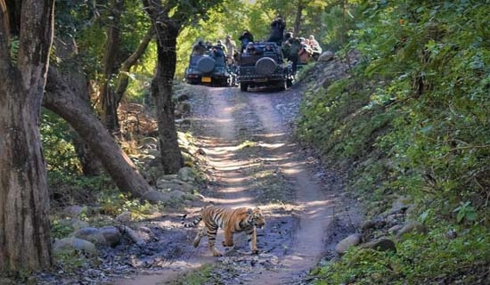 corbett tour packages