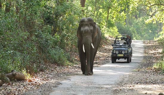 corbett tour packages