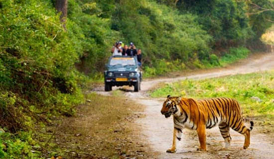 corbett tour packages