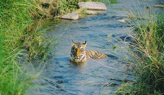 corbett tour packages