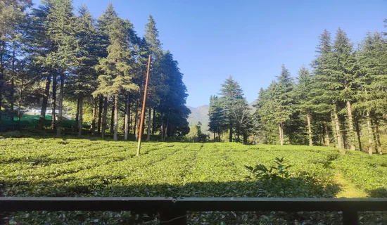 Tea Garden near Nainital Kumaon