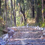 corbett travel agents,travel agency,tour operators