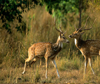 Wild-life Vacations Book Early and Save!