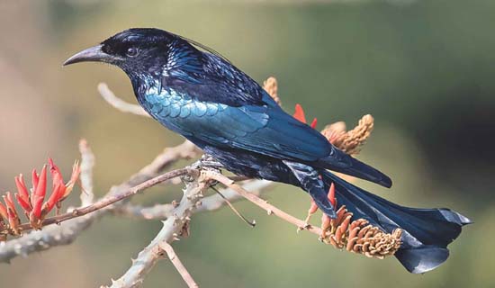 uttarakhand tour packages