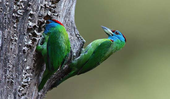 uttarakhand tour packages
