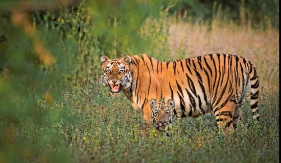 uttarakhand tour packages