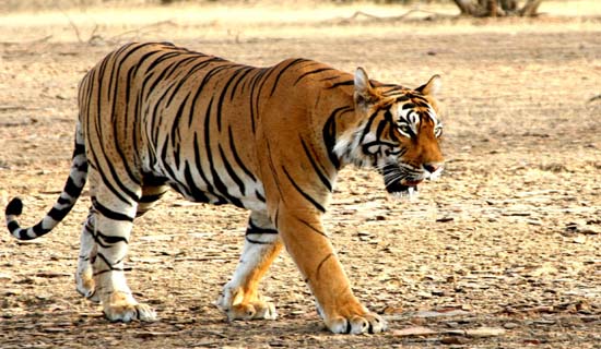 uttarakhand tour packages