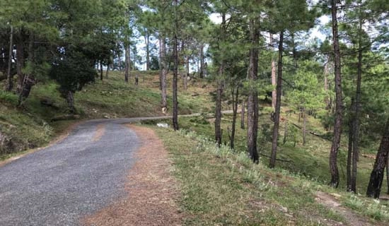 binsar tour packages