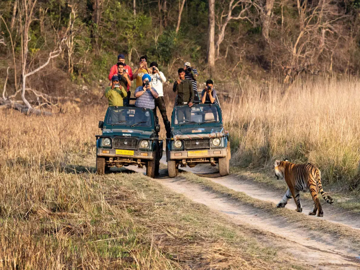 Dhikala grassland and forest safari in Jim Corbett