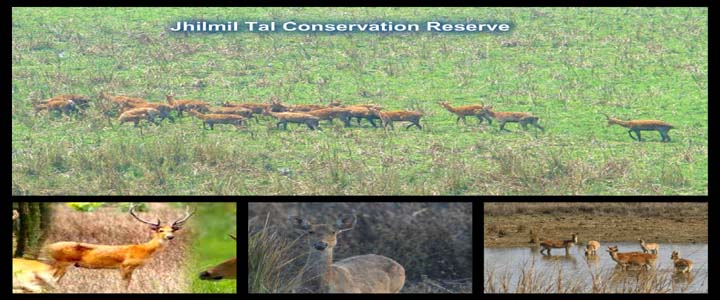 Jhilmil Tal Conservations Reserve