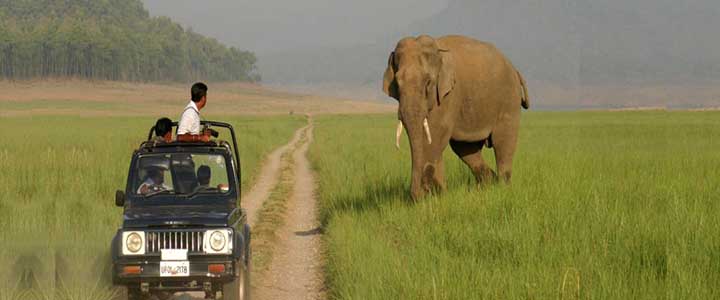 Corbett Safari in Uttarakhand <br /> 